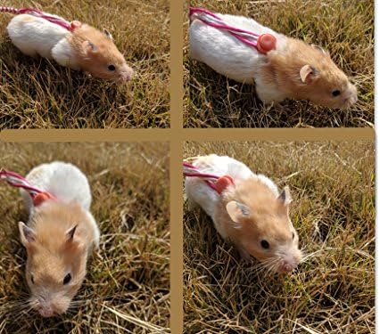 Hypeety štakorski trening olovni uzice mekanog najlona i konopa za hrčak štakora vjeverice gerbil zamorce miša miša petum kaveza playhouse