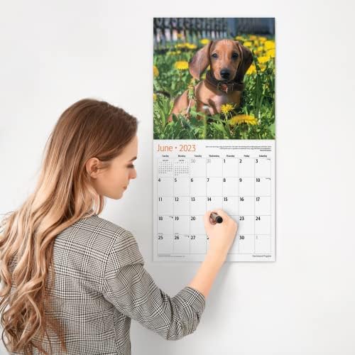 Red Ember Dachshunds štenad 2023 Hangable Mjesečni zidni kalendar | 12 x 24 Otvoreno | Debeli i čvrsti papir | Dariva | Slatko pseće